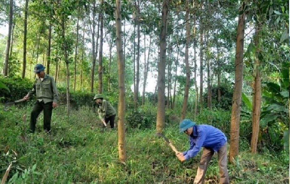 Ngành lâm nghiệp Việt Nam sẵn sàng thích ứng với EUDR